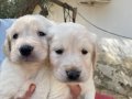 Golden Retriever Yavruları (SDK), Irk ve Sağlık Garantili