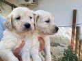 Golden Retriever Yavruları (SDK), Irk ve Sağlık Garantili