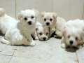 Sevimli beyaz Terier yavrular ırk ve sağlık garantili 