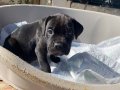 Çiftlikten Cane Corso yavrular (SDK)