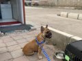 2 Yaşında Sarı French Buldog