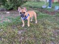 2 Yaşında Sarı French Buldog