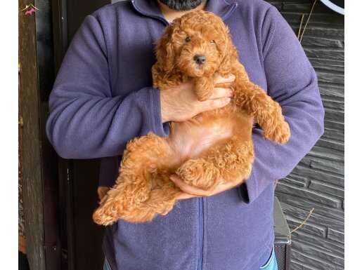 RED BROWN TOY POODLE YAVRULAR