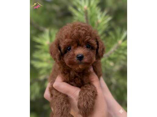 TEACUP KORE POODLE BEBEKLER
