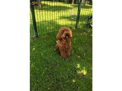 Kızıl Bukleli Sosyal Kelebek: Eğitimli Toy Poodle Oğlumuz