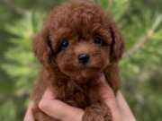 TEACUP KORE POODLE BEBEKLER