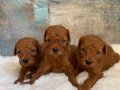 TOY BOYUT RED BROWN BEBEKLER 