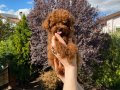 DARK RED KORE POODLE BEBEKLER