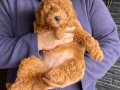 RED BROWN TOY POODLE YAVRULAR