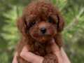 TEACUP KORE POODLE BEBEKLER
