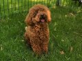Kızıl Bukleli Sosyal Kelebek: Eğitimli Toy Poodle Oğlumuz