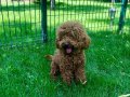 Eğitimli Toy Poodle Yuva Arıyoruz