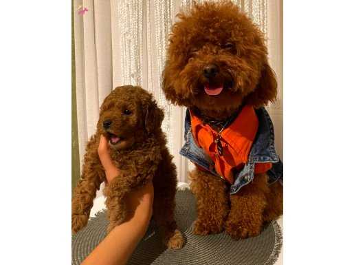 ÖMÜR BOYU IRK GARANTİLİ POODLE YAVRULARIMIZ