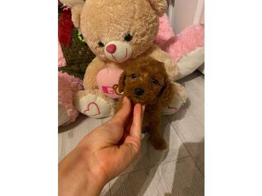 OYUNCAK GİBİ TOYPOODLE BEBİŞLER 