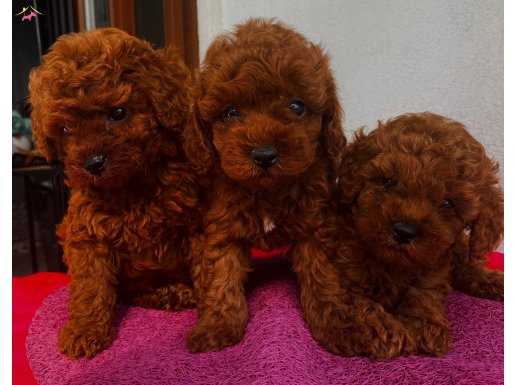 Teacup Ve Toy Yavrularımız DARK RED BROWN 