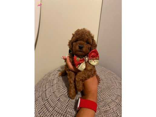 REDBROWN TOYPOODLE BEBEKLERİMİZ