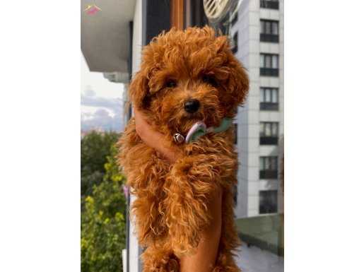 EV ORTAMINDA BÜYÜYEN REDBROWN TOYPOODLE BEBEKLER