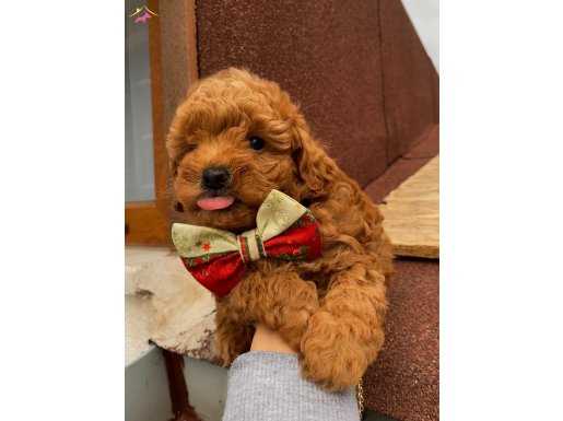 Sağlık Ve Irk Garantili ToyPoodle Bebeklerimiz