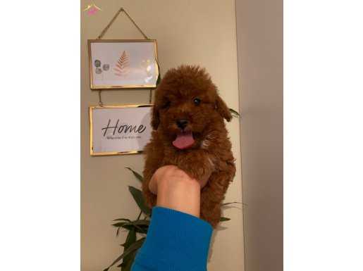Çocuklarınıza En İyi Arkadaş Poodle Bebekler