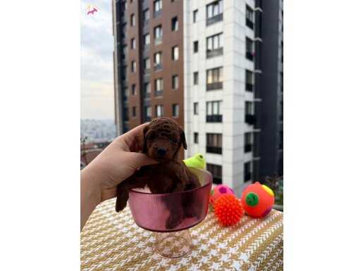 KORE TEACUP BEBEKLER