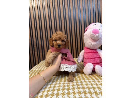 Ev Doğumlu ToyPoodle Bebişler