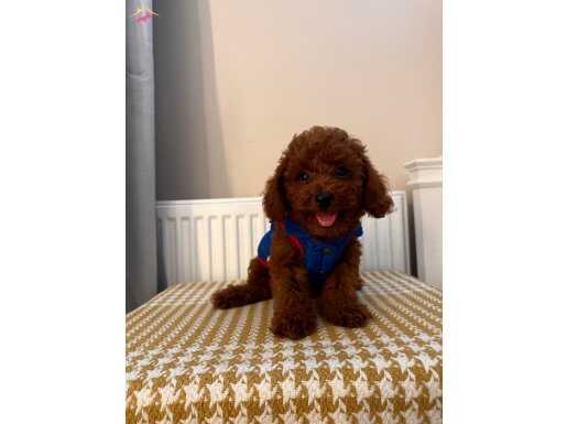 Fenomen Babanın ToyPoodle Bebekleri