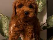 İnstagram Fenomeni Karamel’in Bebişleri