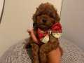 REDBROWN TOYPOODLE BEBEKLERİMİZ