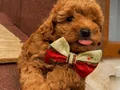Sağlık Ve Irk Garantili ToyPoodle Bebeklerimiz