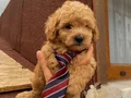 Sağlık Ve Irk Garantili ToyPoodle Bebeklerimiz