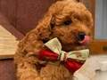 Sağlık Ve Irk Garantili ToyPoodle Bebeklerimiz