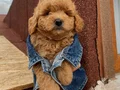 Sağlık Ve Irk Garantili ToyPoodle Bebeklerimiz