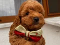 Sağlık Ve Irk Garantili ToyPoodle Bebeklerimiz