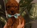 Sağlık Ve Irk Garantili ToyPoodle Bebeklerimiz