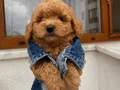 Sağlık Ve Irk Garantili ToyPoodle Bebeklerimiz