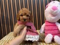 Ev Doğumlu ToyPoodle Bebişler