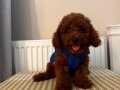 Fenomen Babanın ToyPoodle Bebekleri