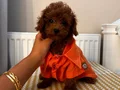 Fenomen Babanın ToyPoodle Bebekleri