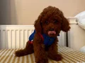 Fenomen Babanın ToyPoodle Bebekleri