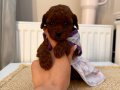 SAĞLIKLI OYUNCU TOYPOODLE BEBEKLER
