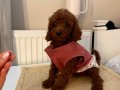 SAĞLIKLI OYUNCU TOYPOODLE BEBEKLER