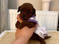 SAĞLIKLI OYUNCU TOYPOODLE BEBEKLER