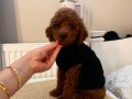 SAĞLIKLI OYUNCU TOYPOODLE BEBEKLER