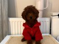 SAĞLIKLI OYUNCU TOYPOODLE BEBEKLER