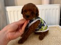 SAĞLIKLI OYUNCU TOYPOODLE BEBEKLER