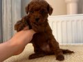 SAĞLIKLI OYUNCU TOYPOODLE BEBEKLER
