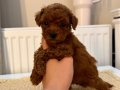 SAĞLIKLI OYUNCU TOYPOODLE BEBEKLER