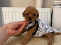 SAĞLIKLI OYUNCU TOYPOODLE BEBEKLER