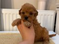 SAĞLIKLI OYUNCU TOYPOODLE BEBEKLER