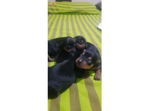 Minik Pinscher Yavrularımız yavrularımız içi